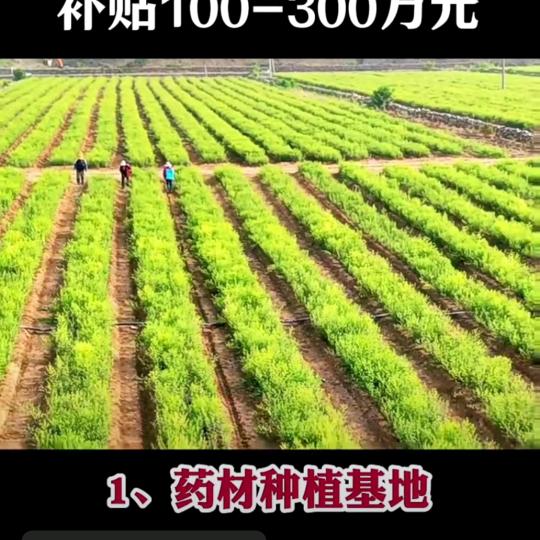 江山大帝