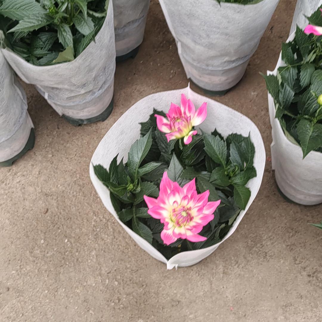 。。。。。。。。