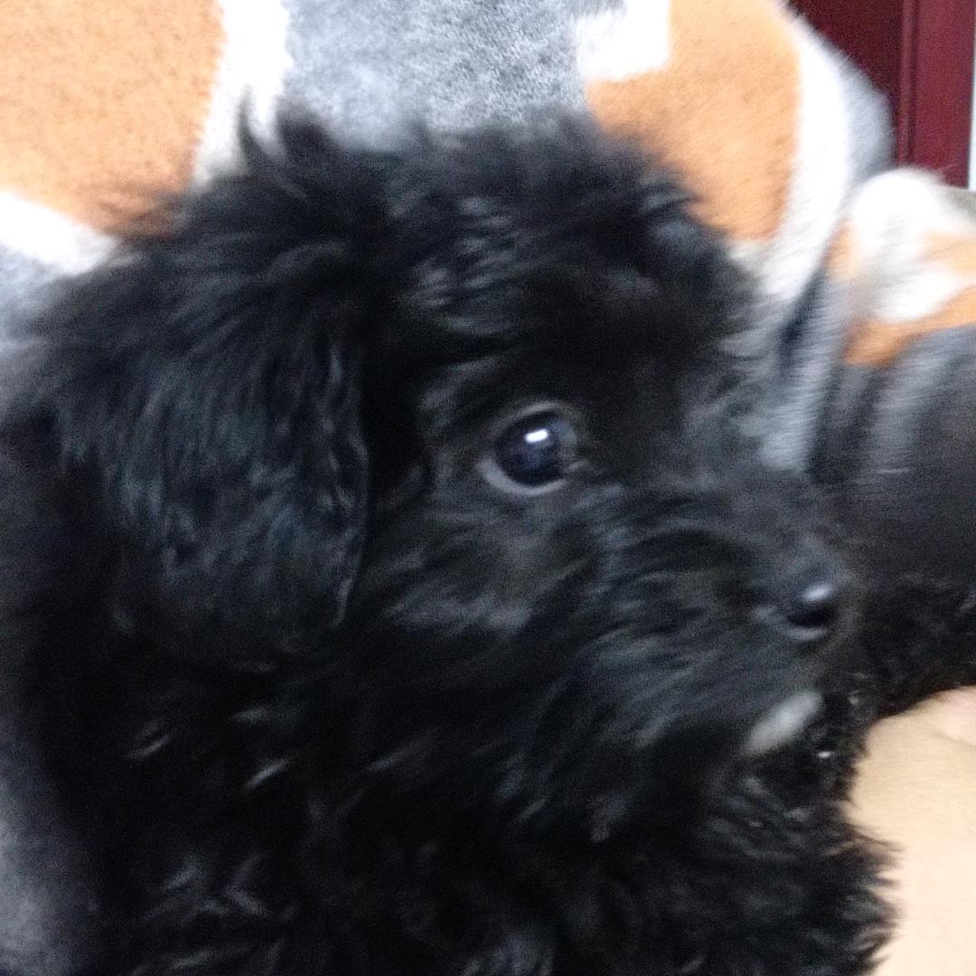 幸运的猫