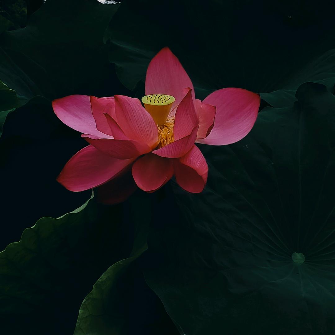 渔者92432631