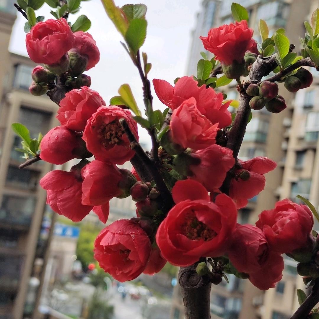 东方明珠