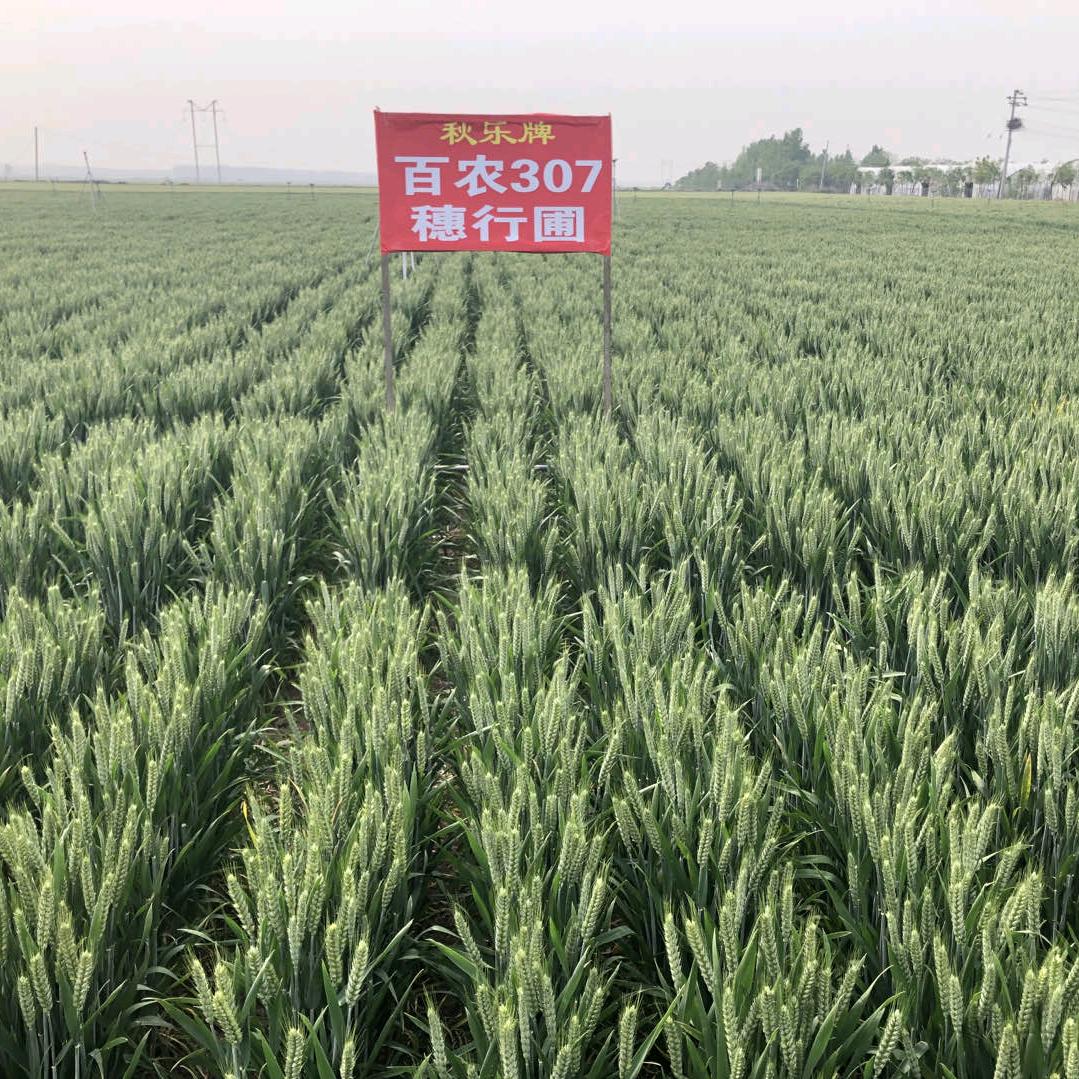 秋乐种业_靳奋喜