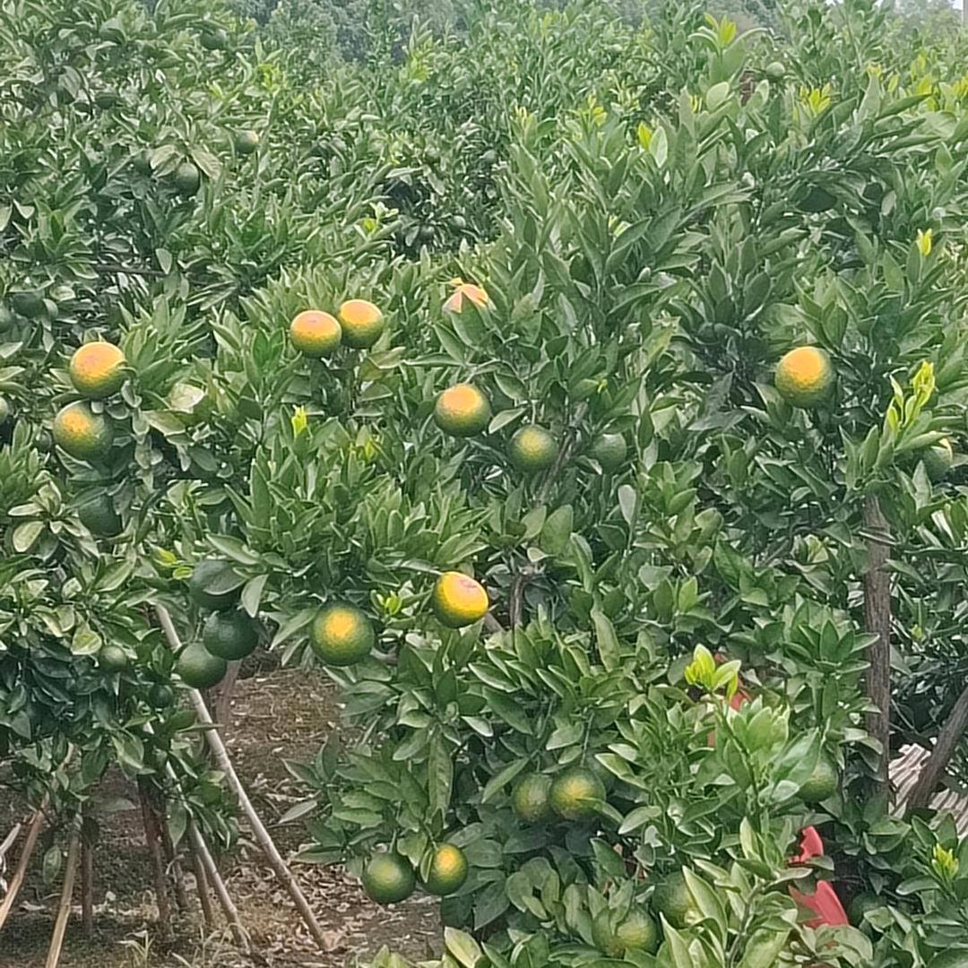 杨帆起航