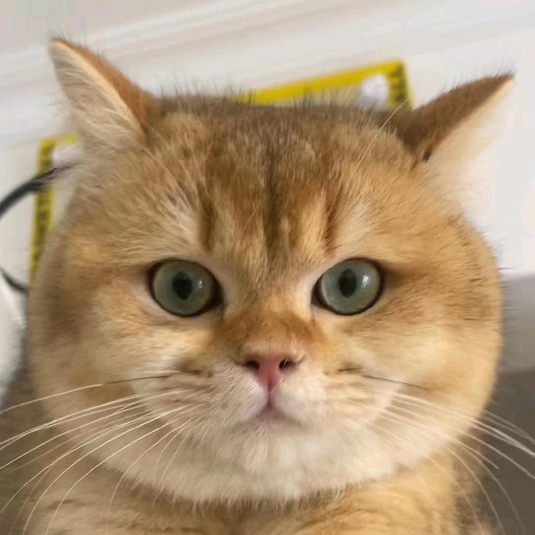 有只肉圆子