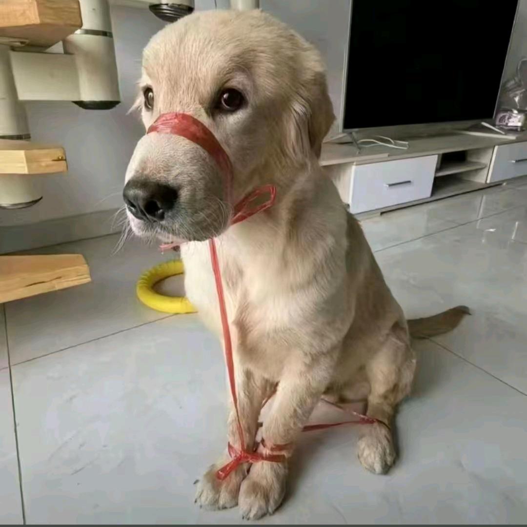 一只特立独行的狗