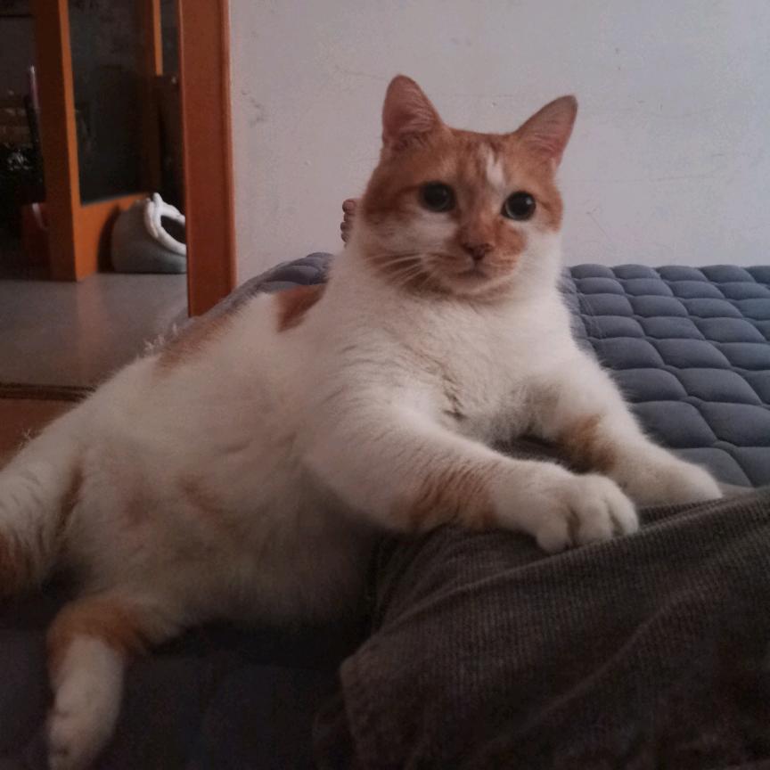 猫咪不吃鱼