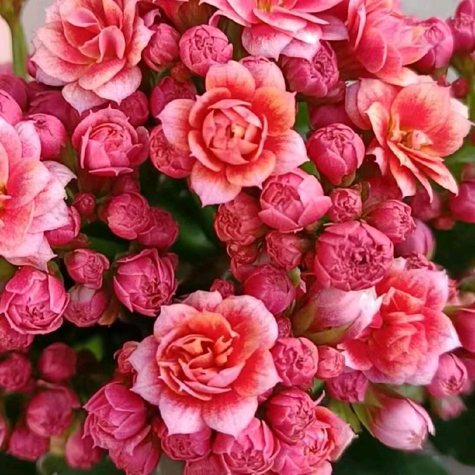 长寿花园艺