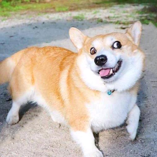 去他妈的科研梦🏸