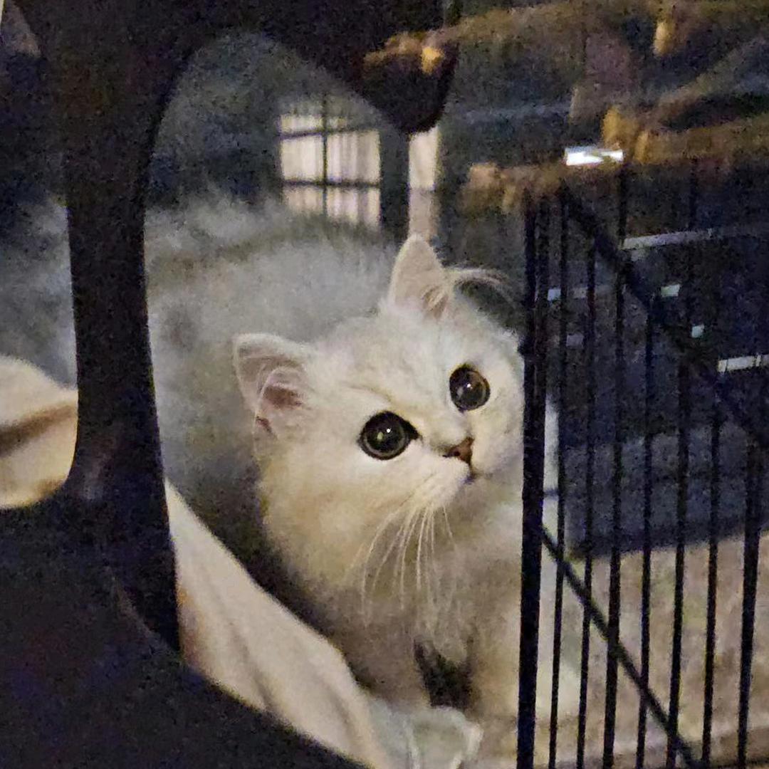 xx是只小猫咪