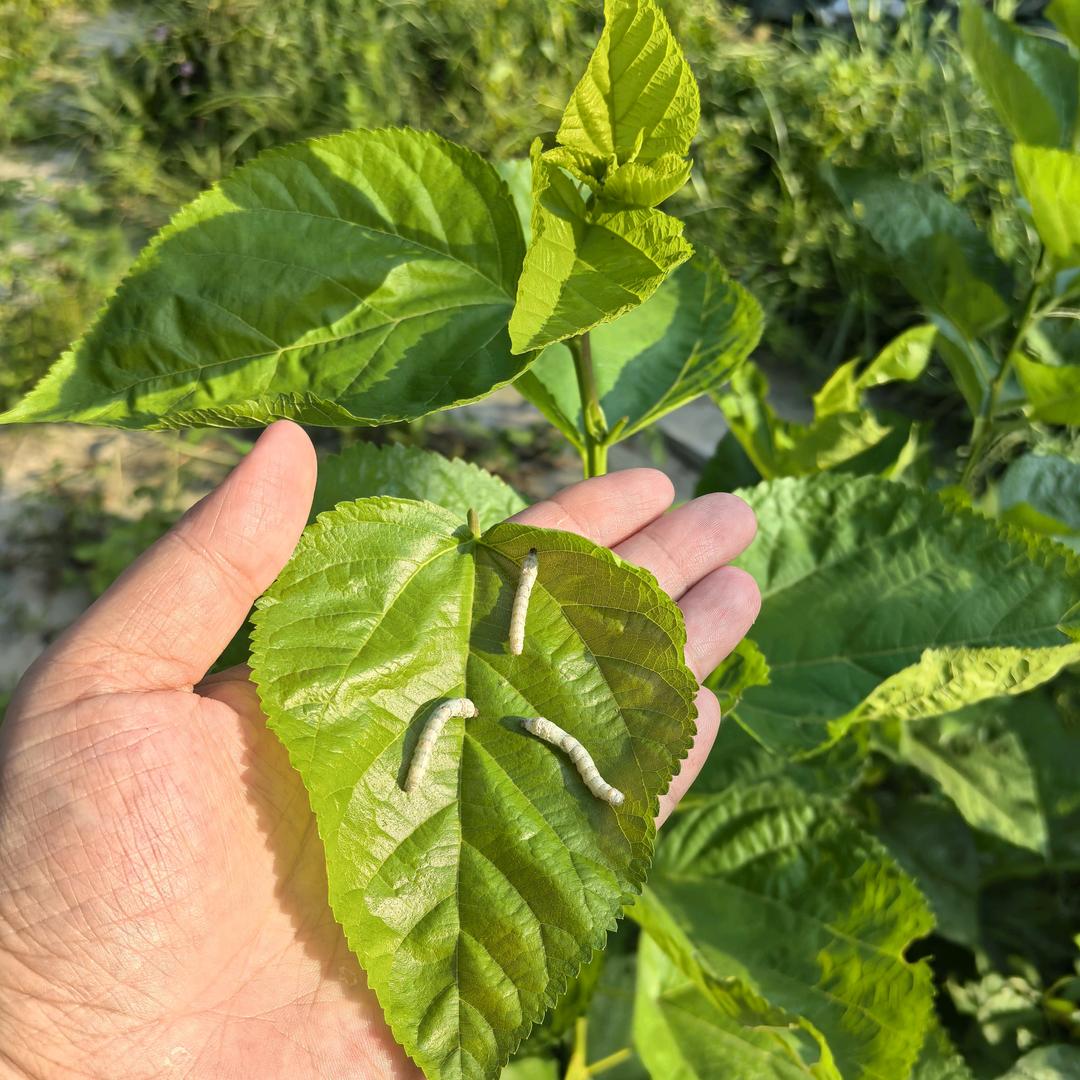 小林带你看养蚕