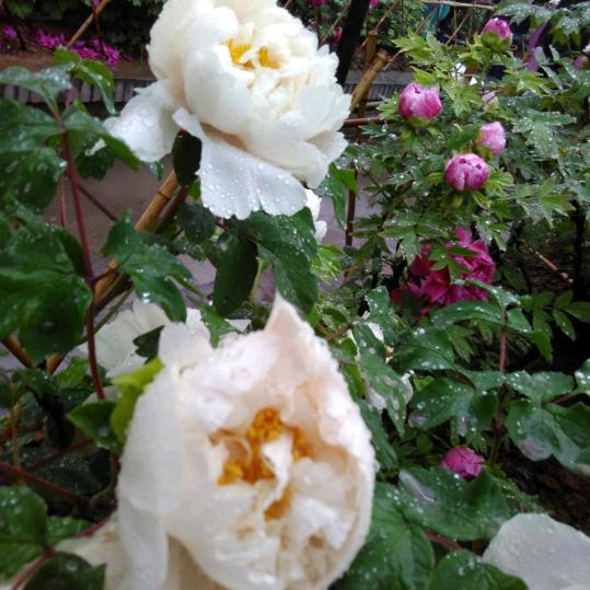 顺顺利利·福禄