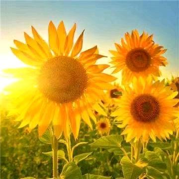 🎶酒伴清风☞☜