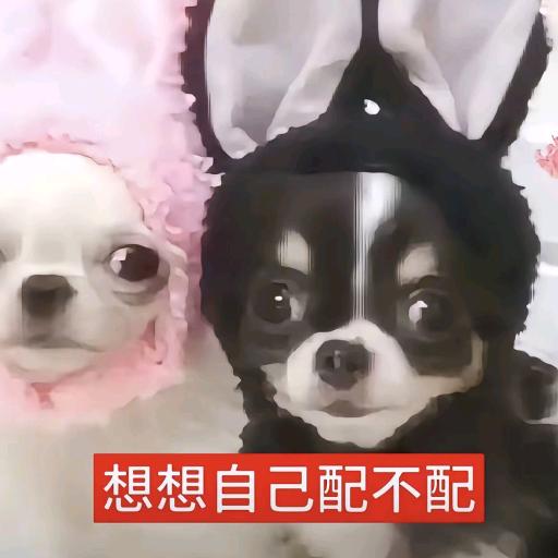 绮