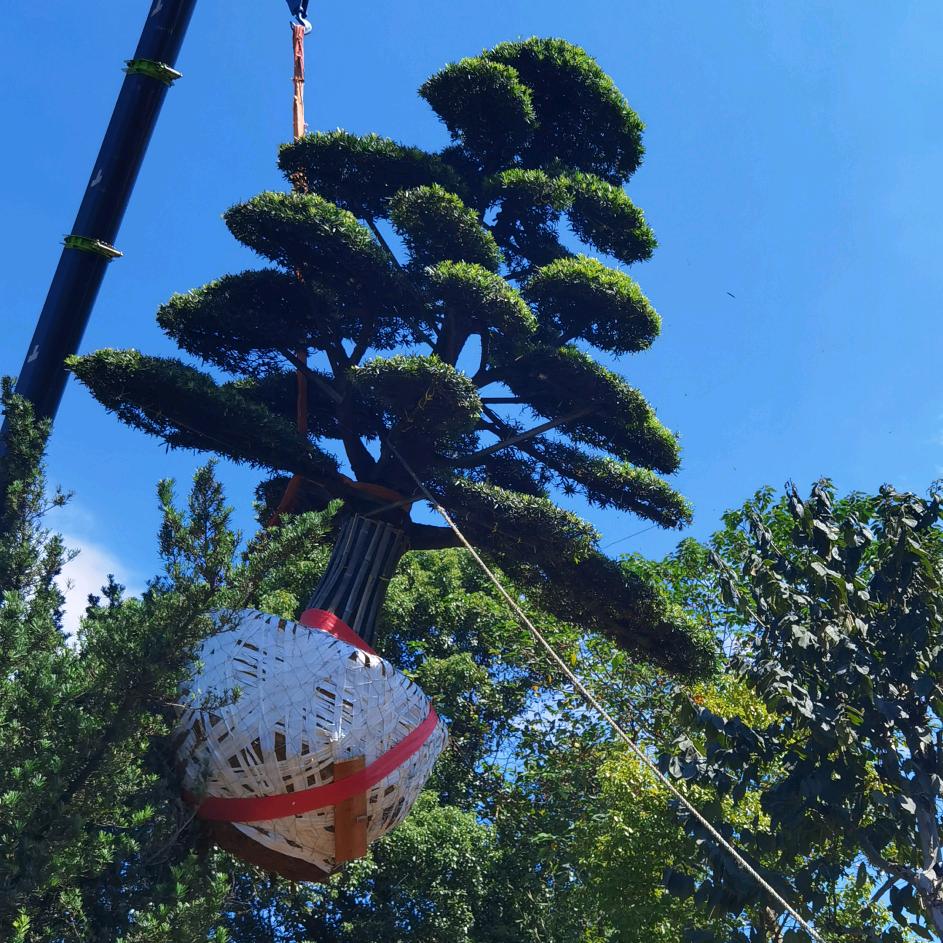 上峰罗汉松批发