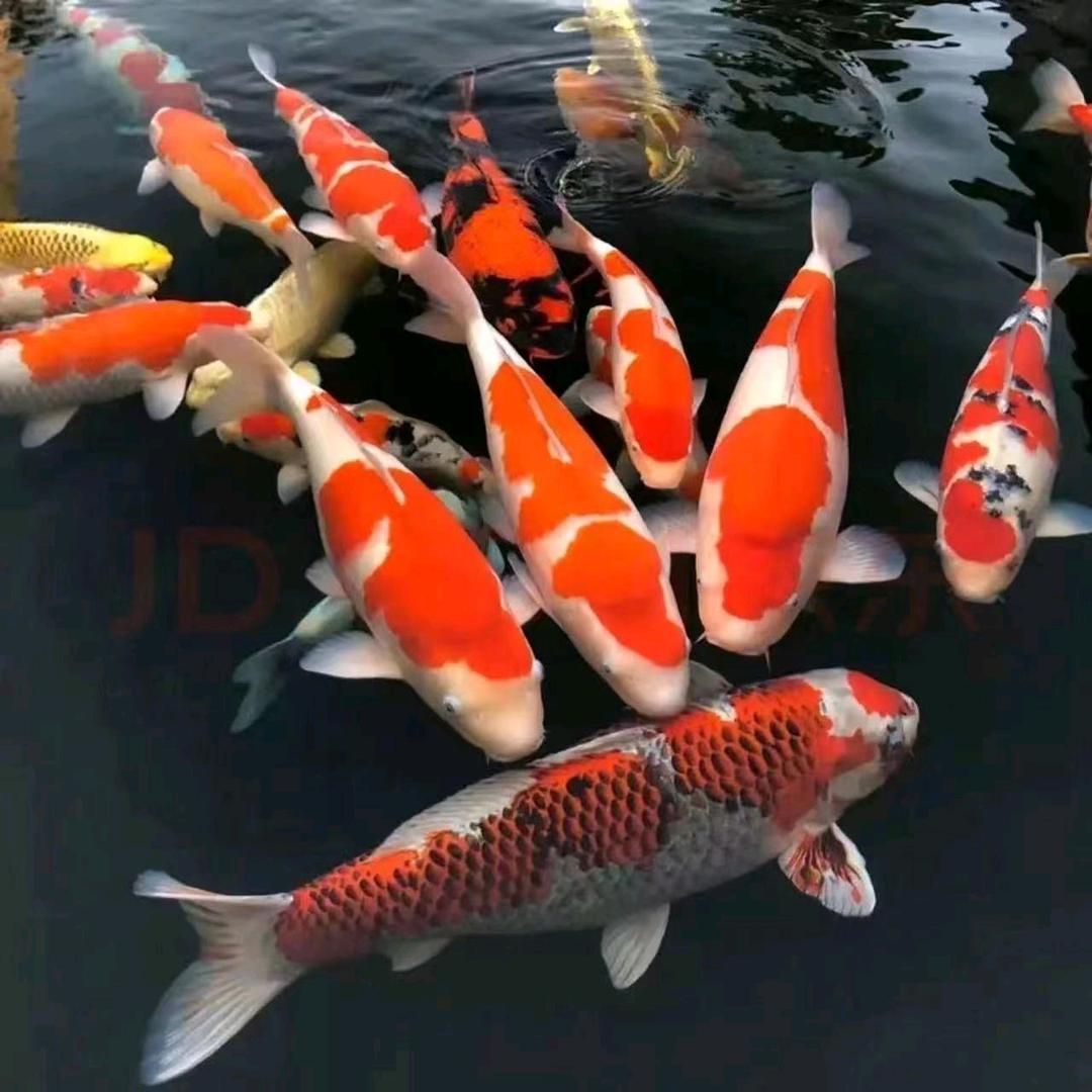 海川观赏鱼