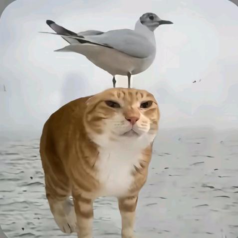 阳阳阳阳