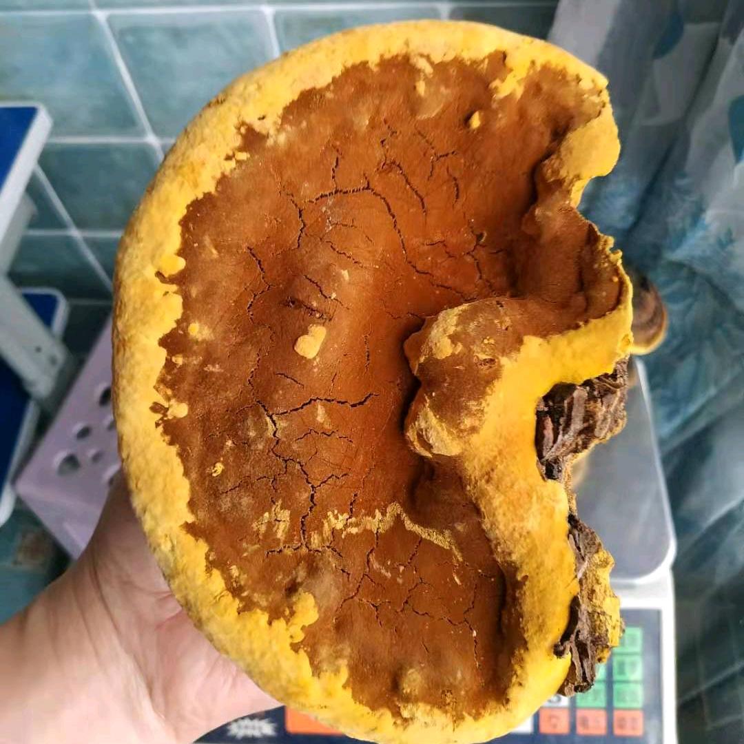 秦岭小荷灵芝滋补养生店