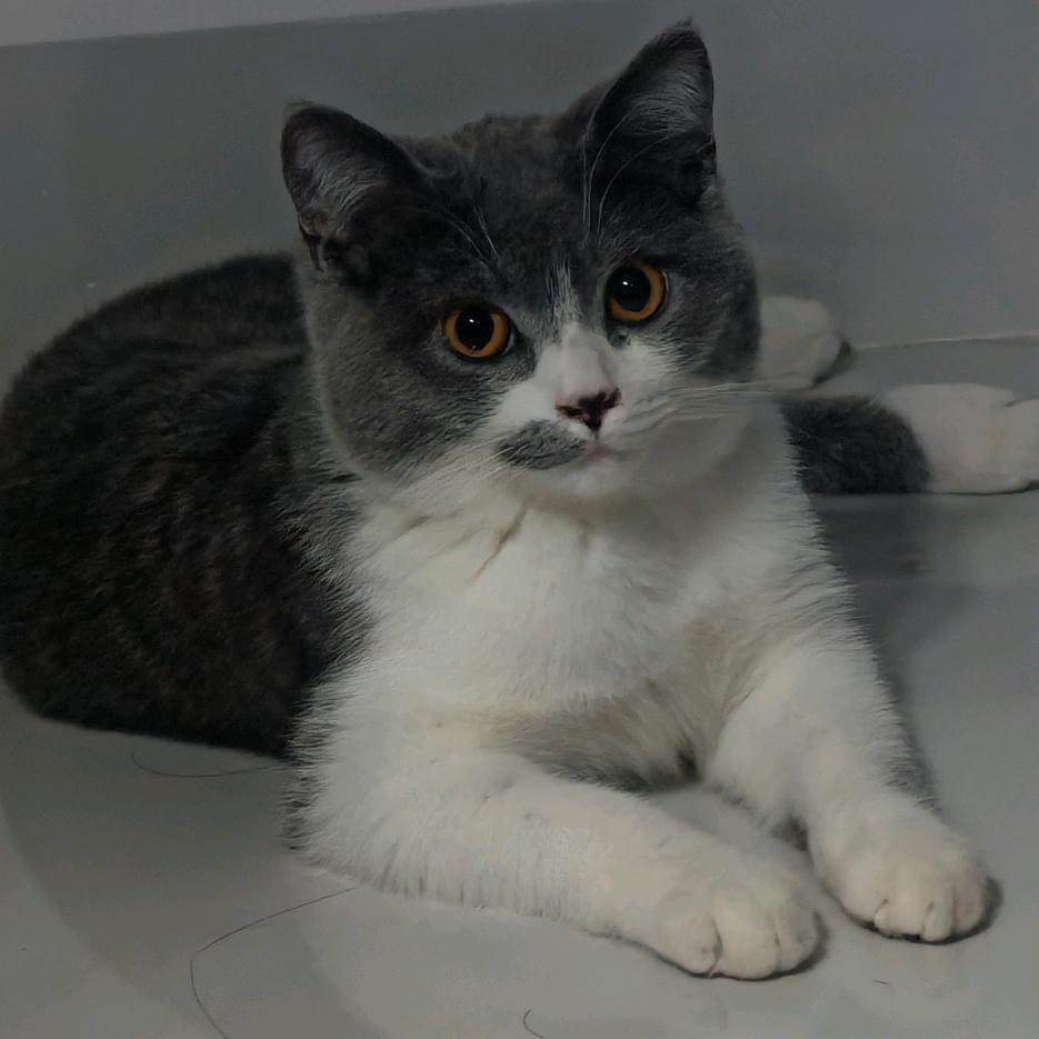 吃货爆龙🐉（福宝）