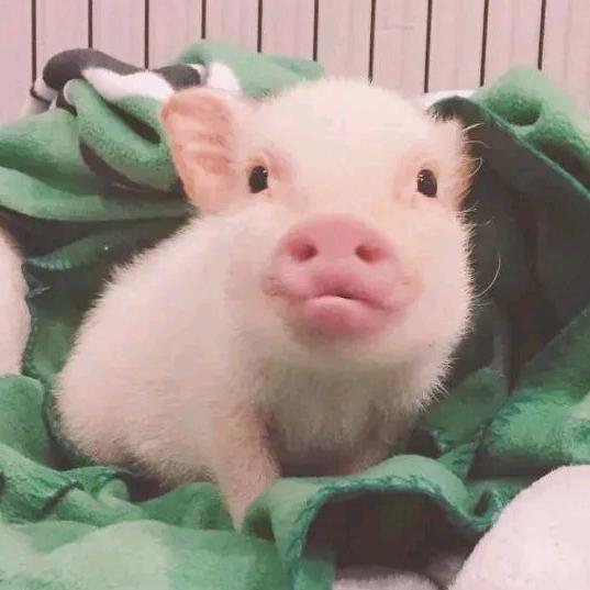 cc🐷