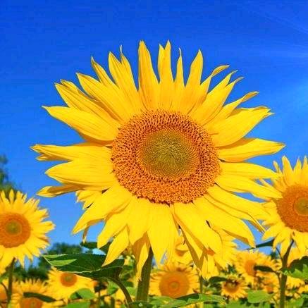 淡雅如馨（老师的助理）