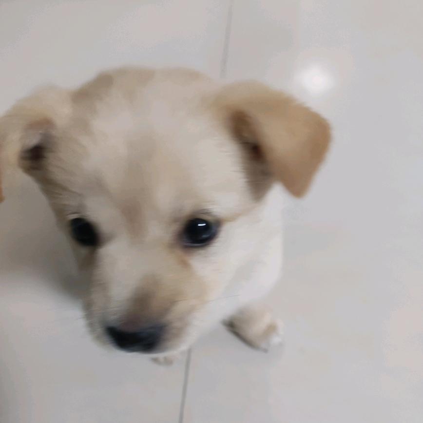 家有小八🐶
