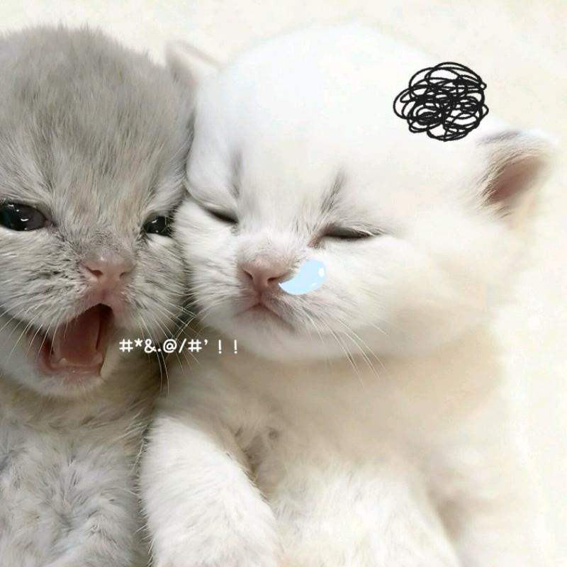 小萱大王
