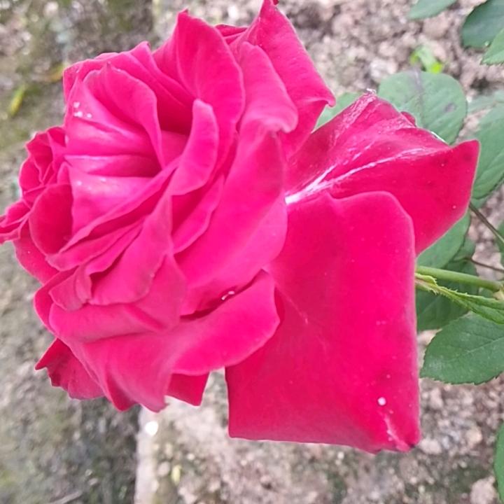 蒙面大侠