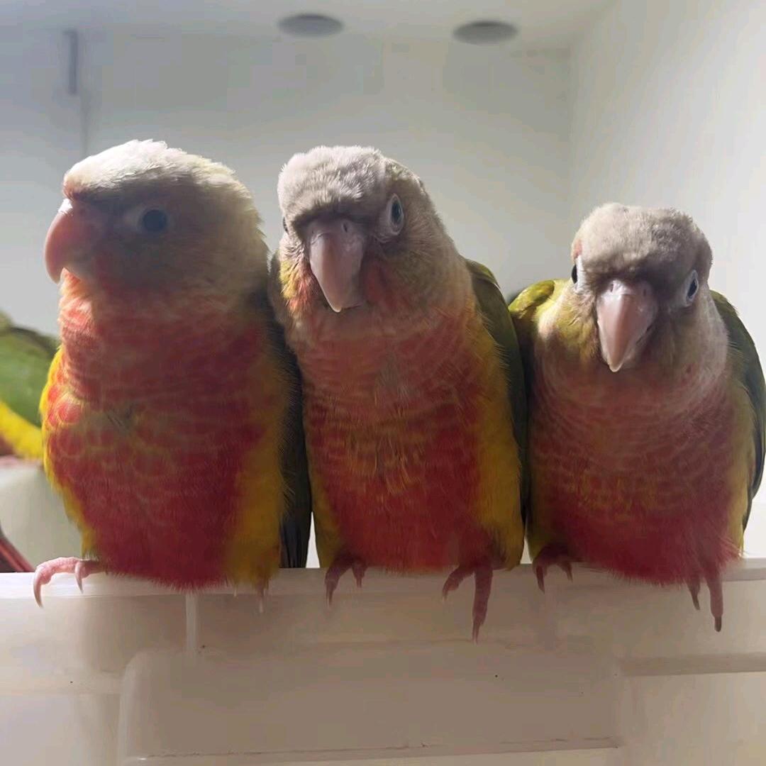 铲屎官（赵大漂亮）