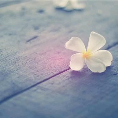 🌺看破红尘