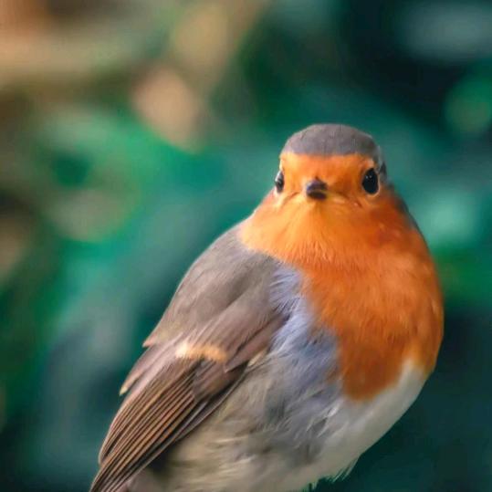 《……罗&李&幸&福……》&