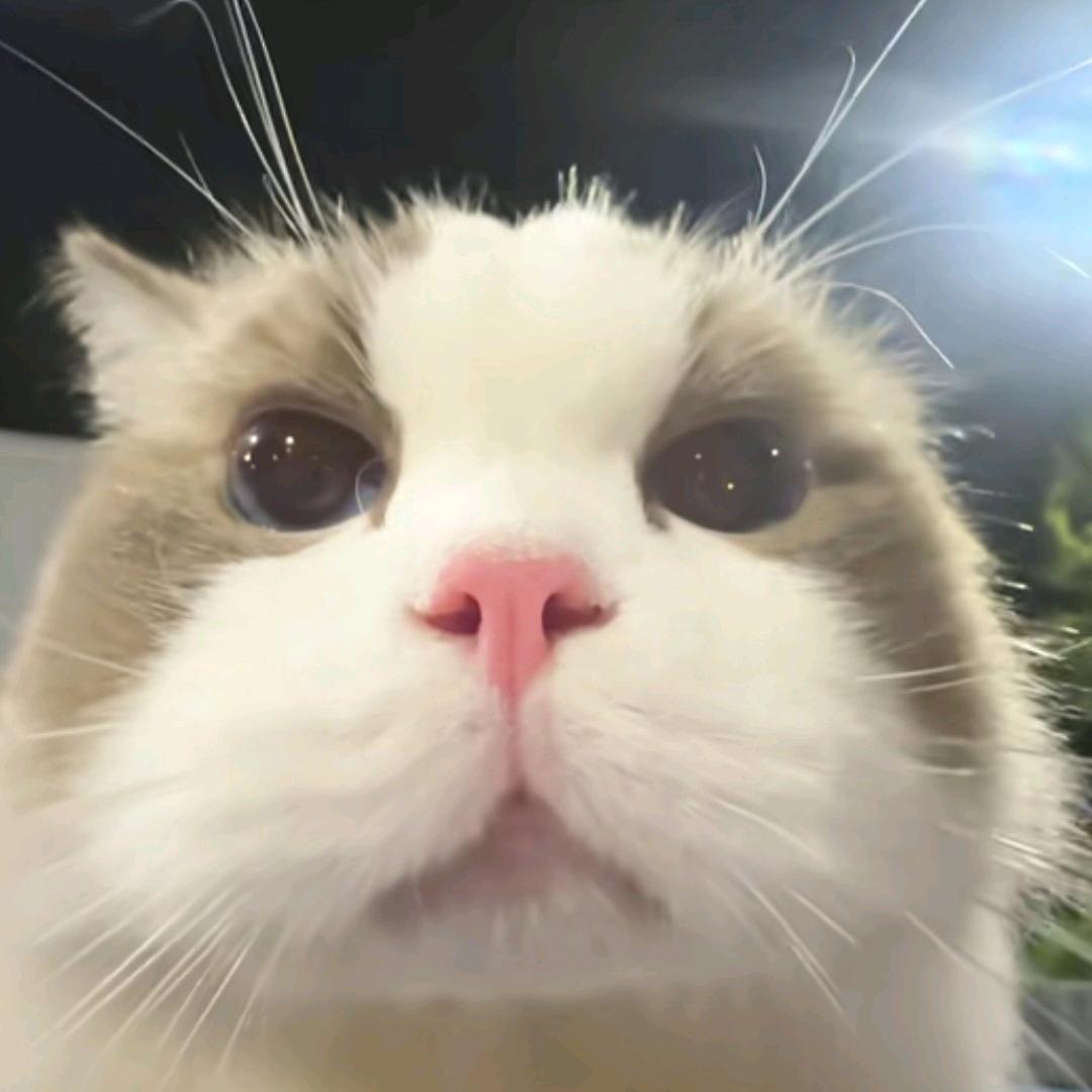 青苹果