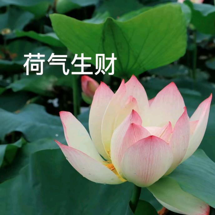 忘了你不缺人愛