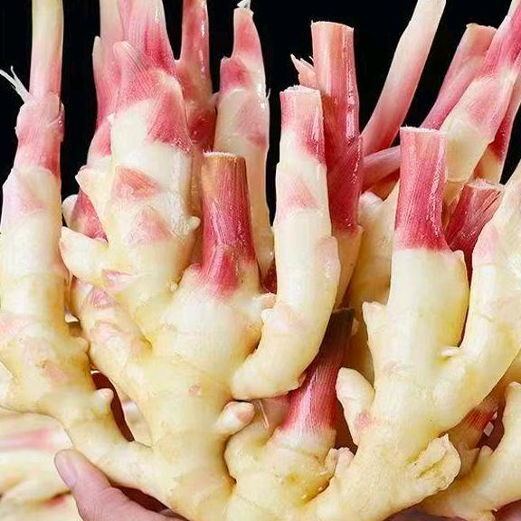 温州小黄姜种植基地