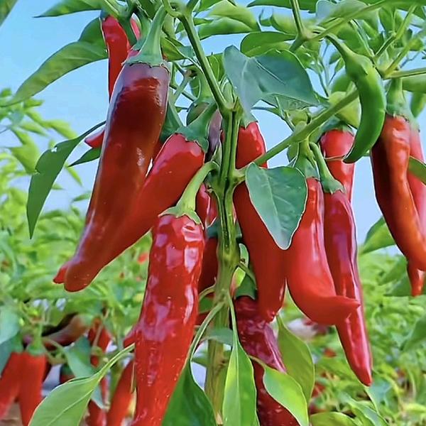 漂泊🐇🐇🐇🐇