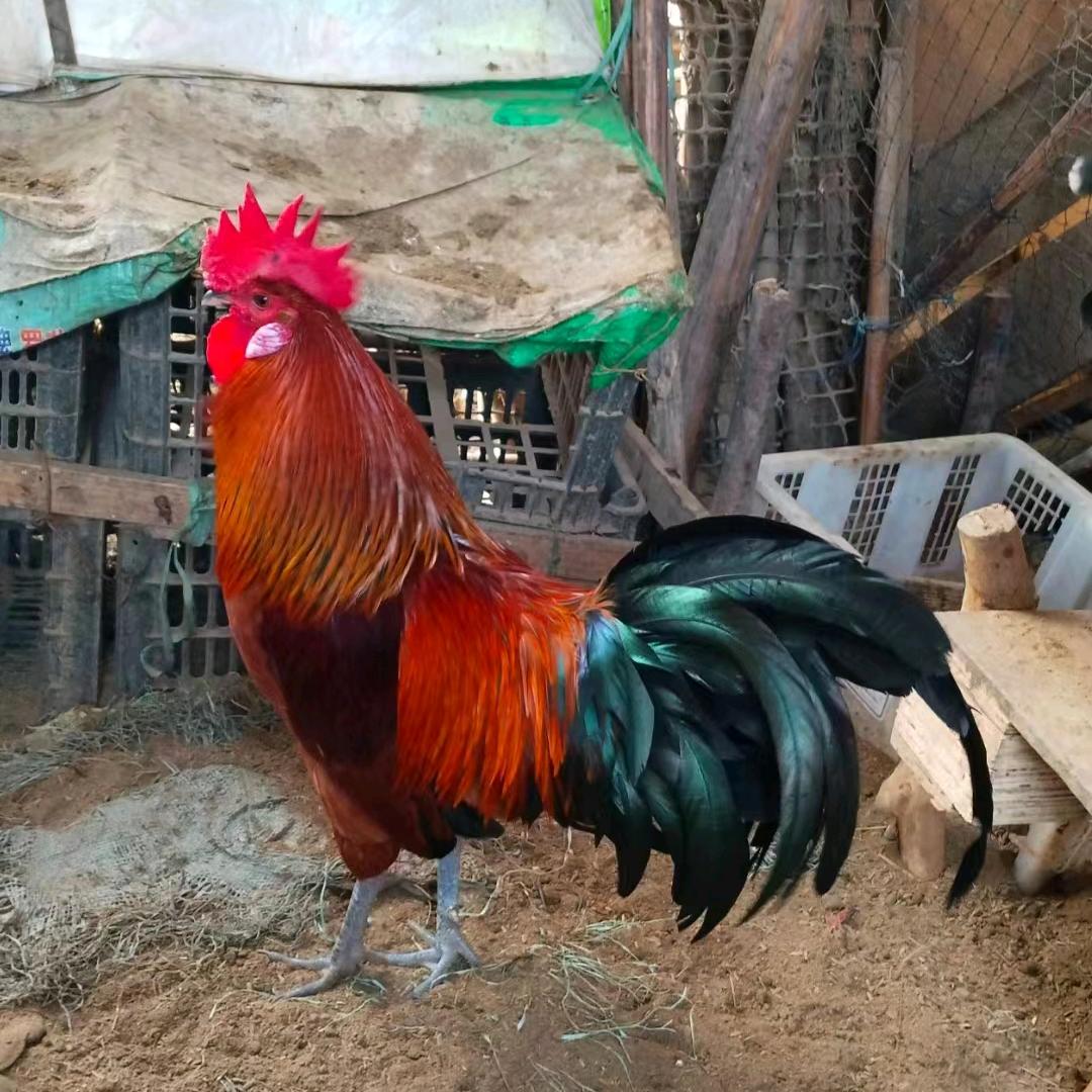 散养公鸡