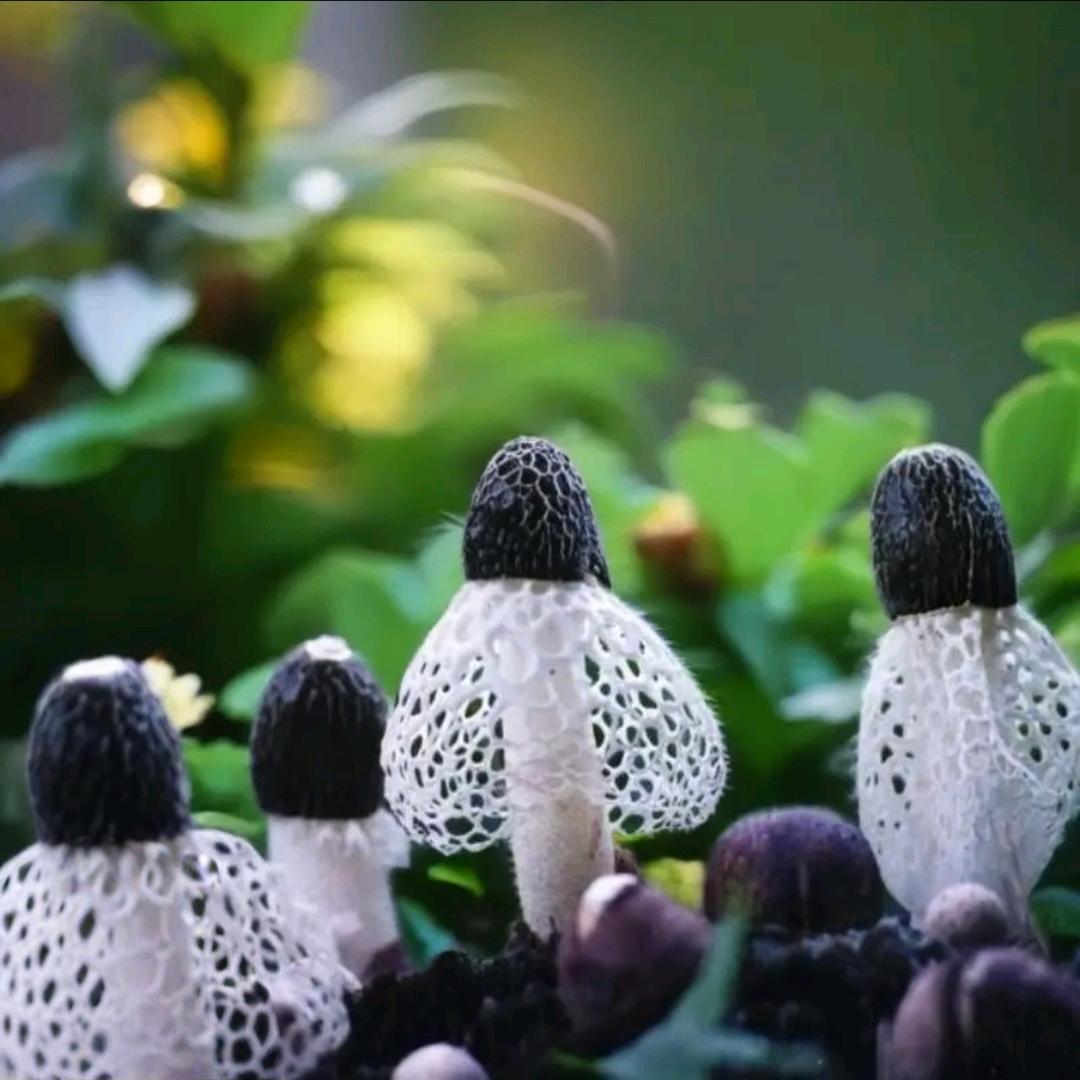 小玉菌乡坊