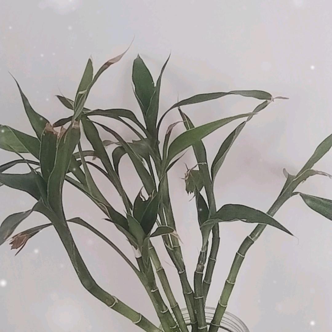 安鑫达人