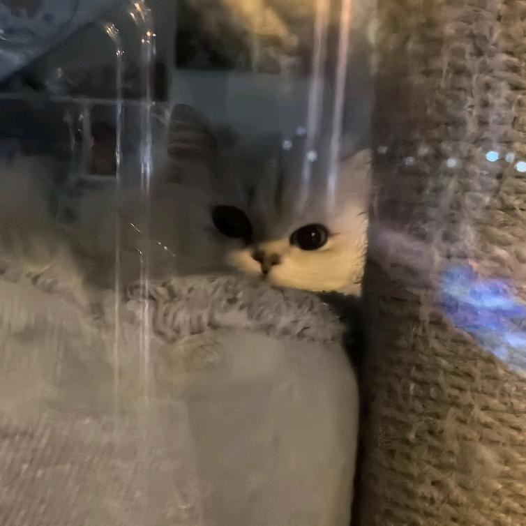 ㅎㅅㅎ