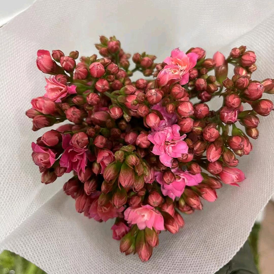 草花世界