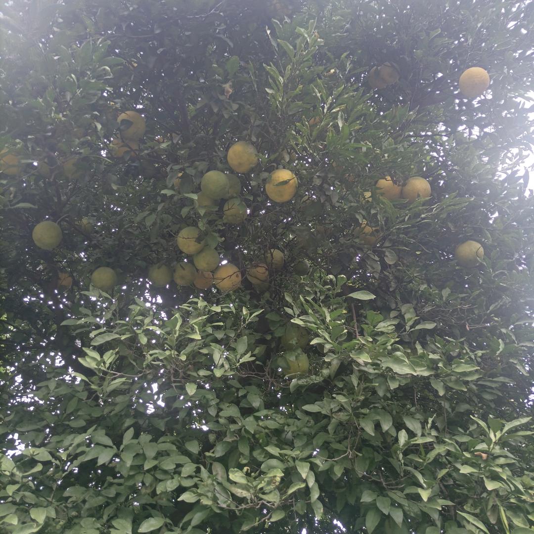 慧春