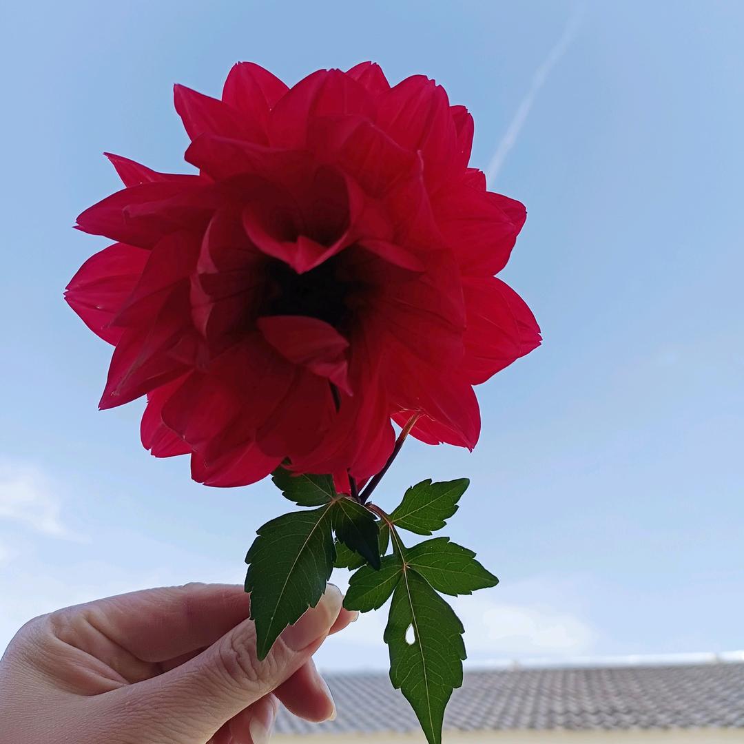 河口诚信水果店