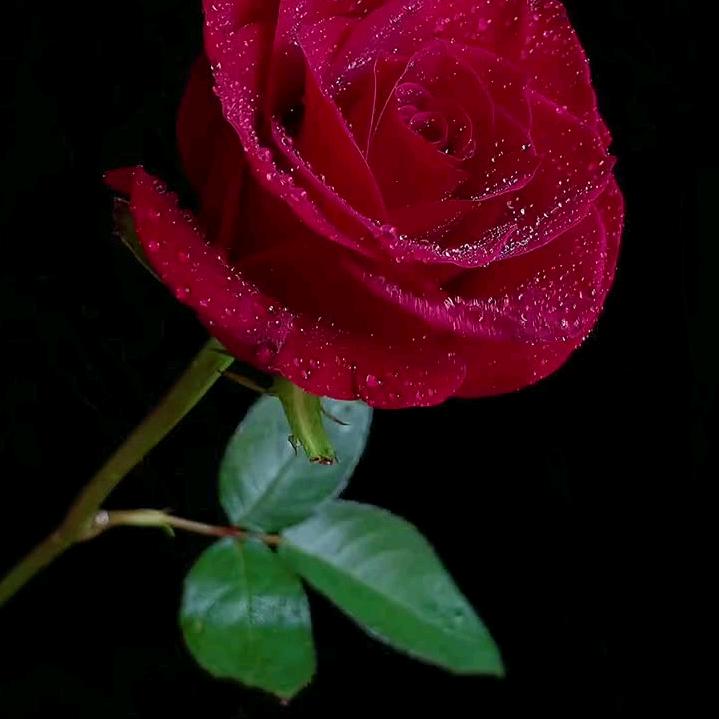 爱在你身边收割机妹。