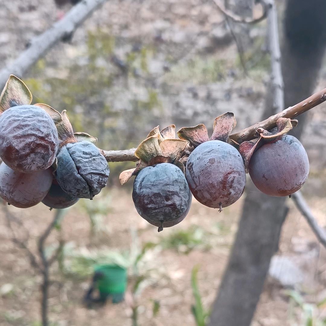 太行山梯田特产