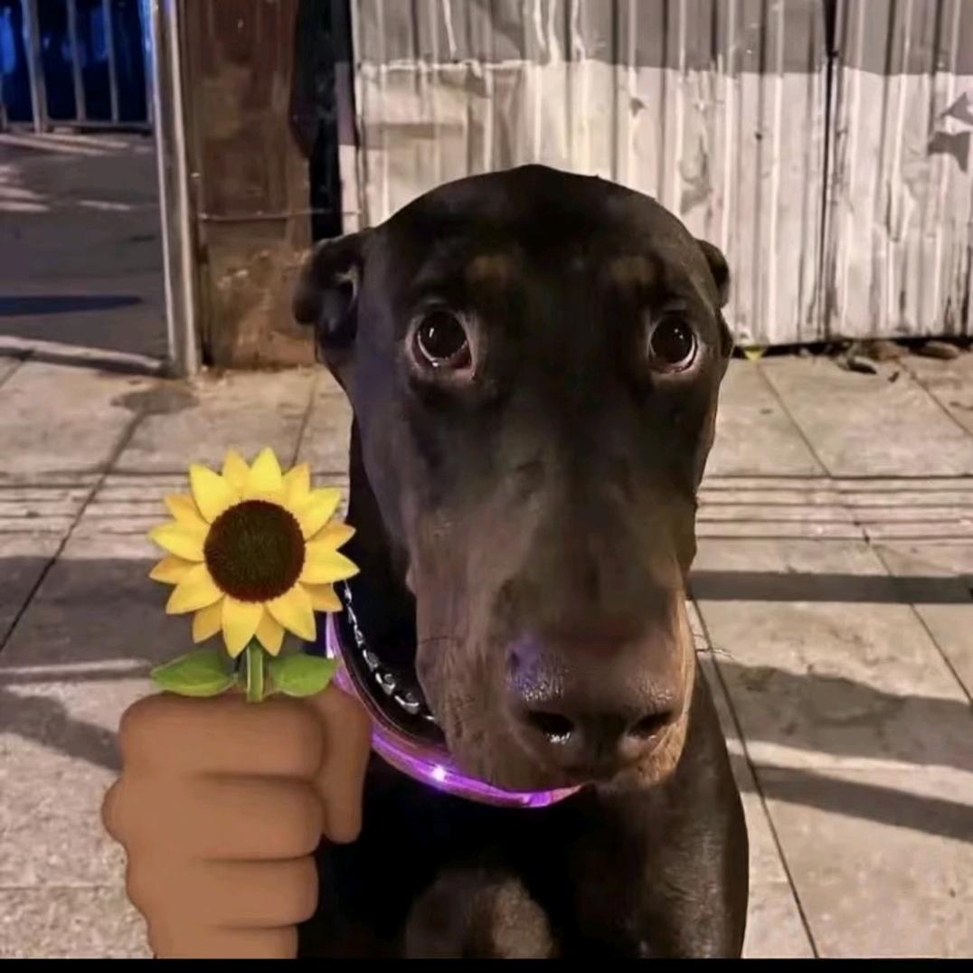 宋宋_玖伍（无畏契约）