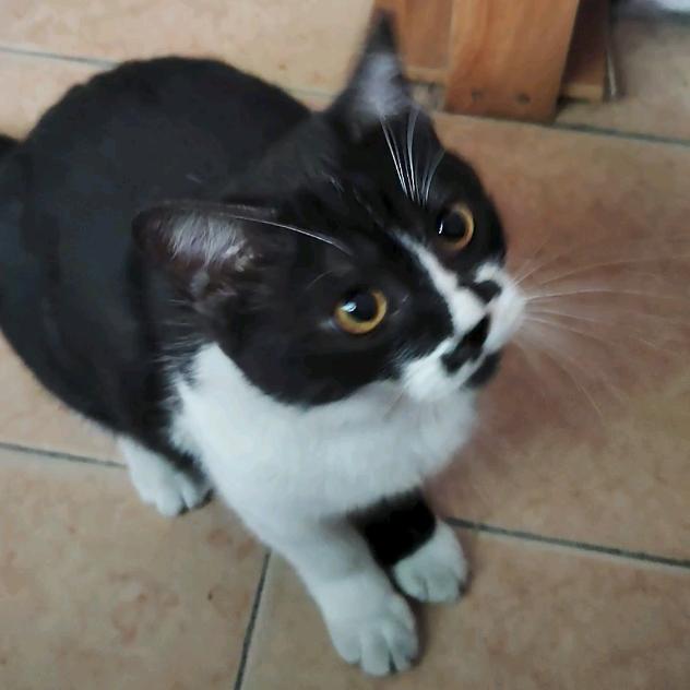 码字的木木和她的猫