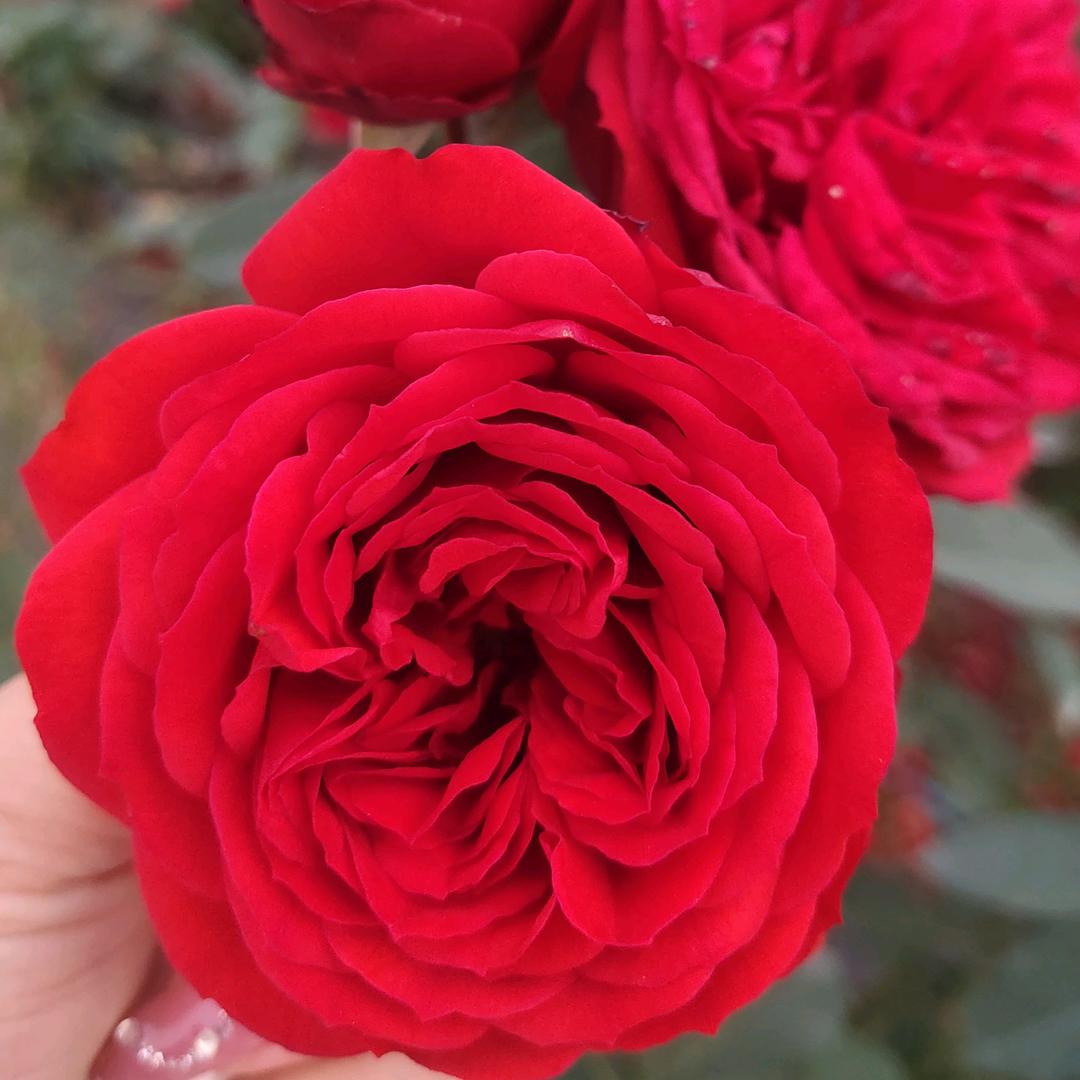 南阳月季基地花卉