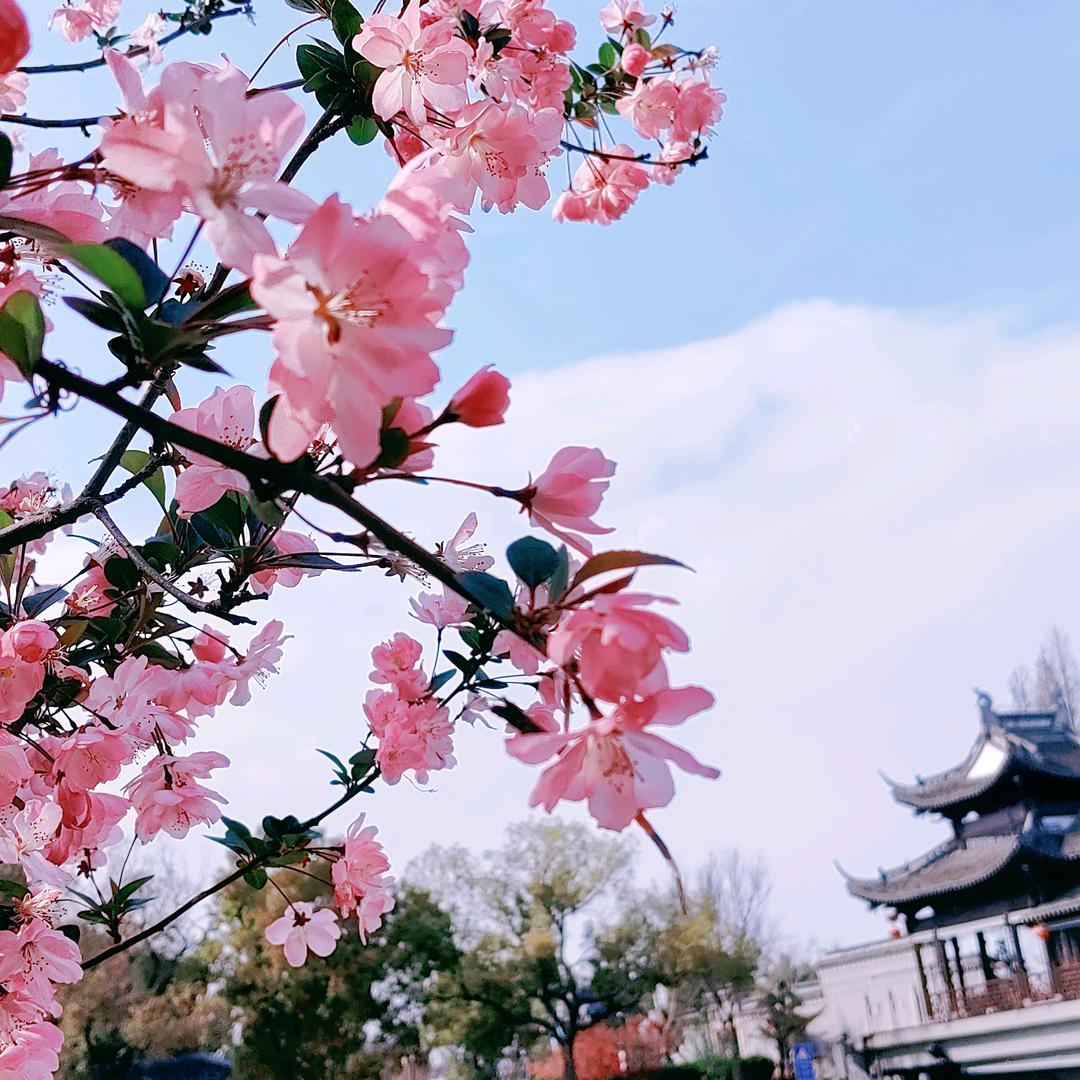 布鲁克林有棵树