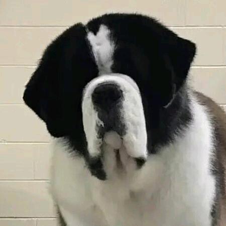 赛级圣伯纳犬业