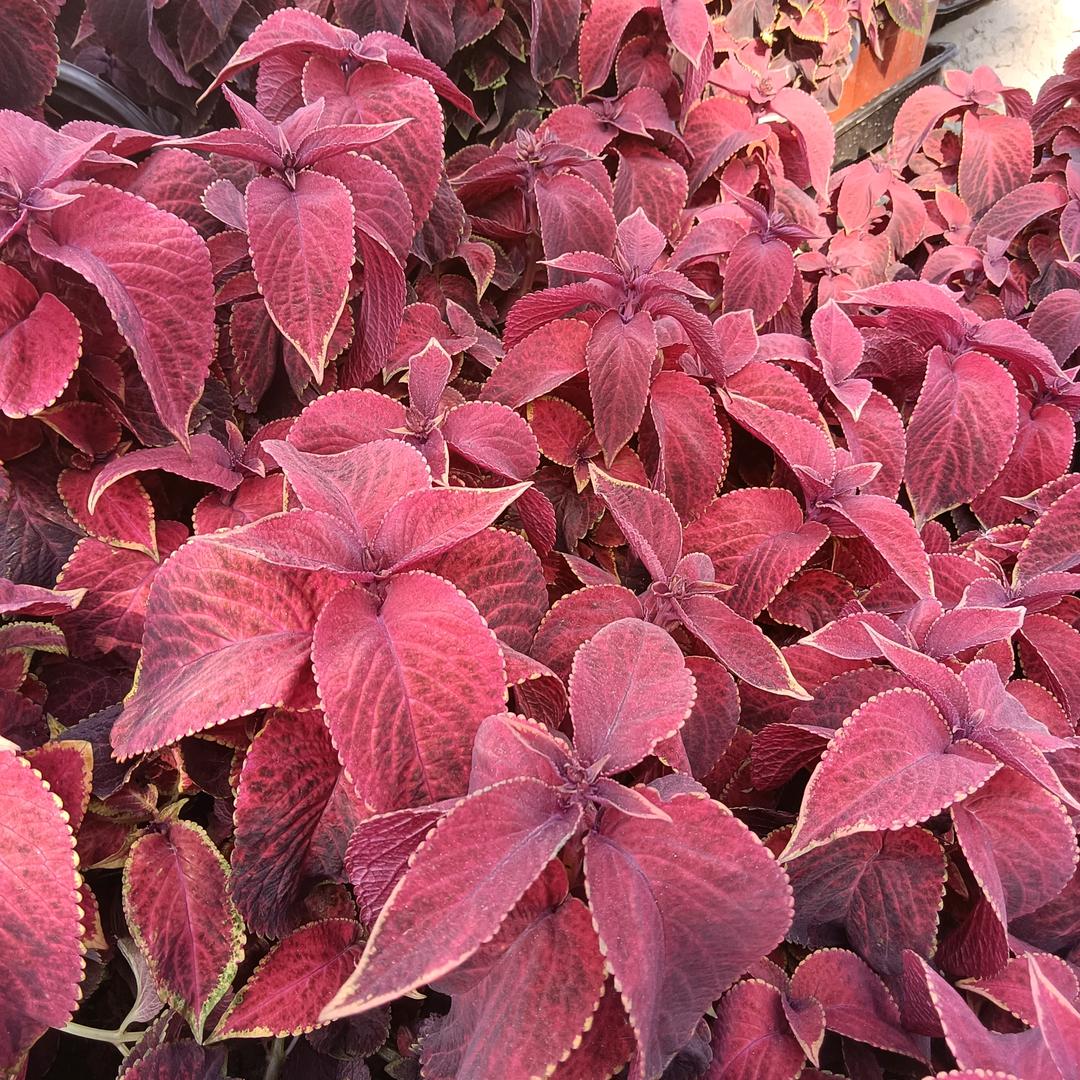 为梦想而默默奉献