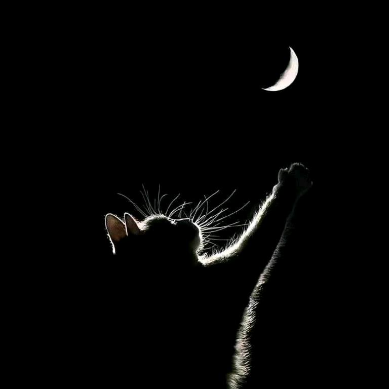 不拿耗子的喵桑